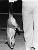 possum
